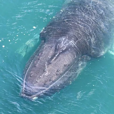 Elding Whale Watching Akureyri