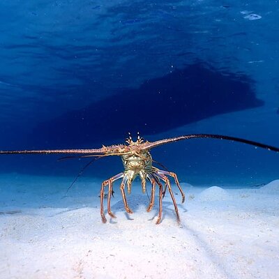 1 Stop Snorkel Adventure with Beach Break