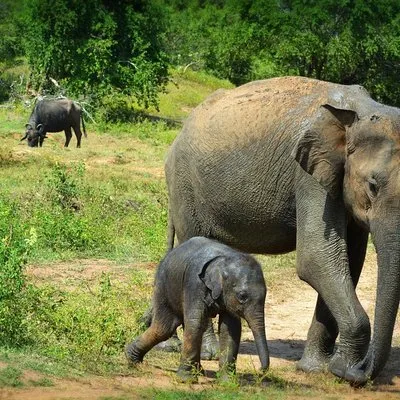 Udawalawe Safari Fun