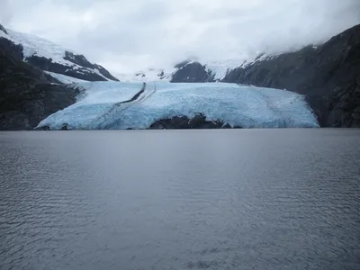 Alaska Wildlife Explorer Tour with Portage Glacier Cruise and Turnagain Arm Shuttle from Anchorage
