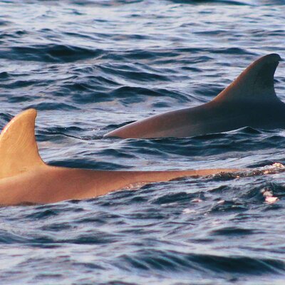 St. Andrews Dolphin Snorkel Tour