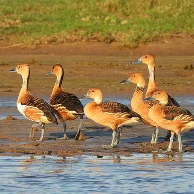 Wildlife Paraguay