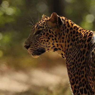 Game Drive Wilpattu National Park : Private Tour