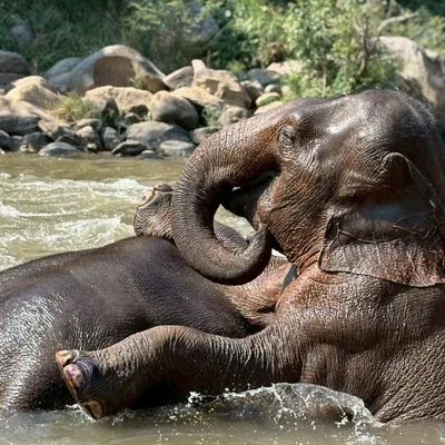 Smile Elephant Chiang Mai