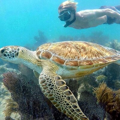 Honest Eco Kayak and Snorkel