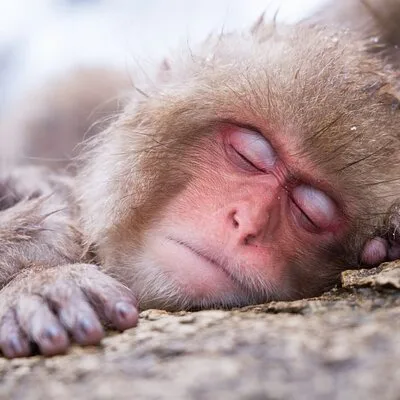 Snow Monkey Resorts Tours (Machinovate Japan Ltd.)