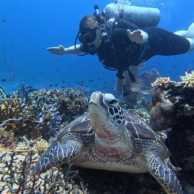 Snorkeling Menjangan Island