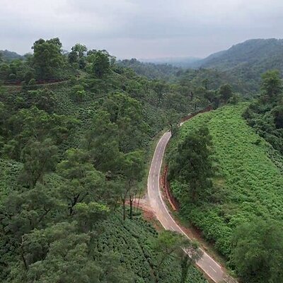 Amchong Tea Estate + Factory Visit (with Hi-tea only)