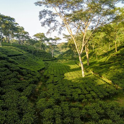 Darjeeling Travels