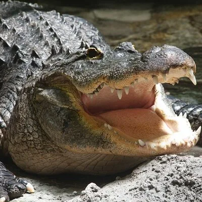 Airboat Rides in West Palm Beach Captain Wayne