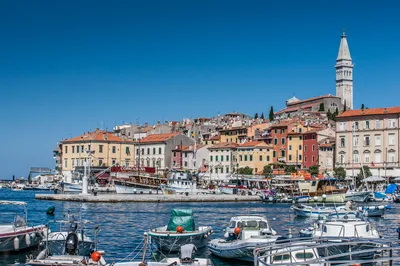 Dolphin Sunset Wildlife Tour by Speedboat in Rovinj