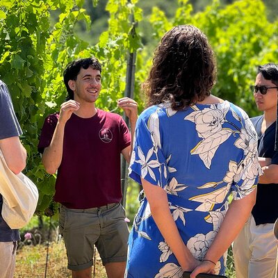 Guided Tour of the Cellars with Wine Tasting and Lunch