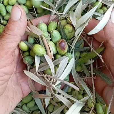 The Olive Oil Experience @ Lefkada Micro Farm
