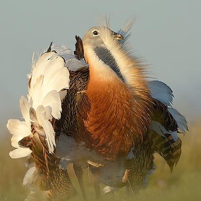 BIRDING LA MANCHA, S.L.