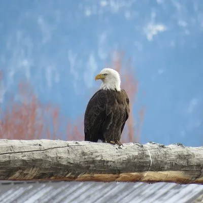 Yellowstone Day Tours