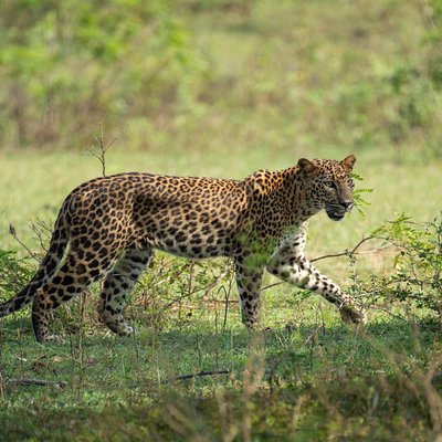 Blue Lanka Tours