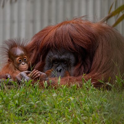 The Local Buddies