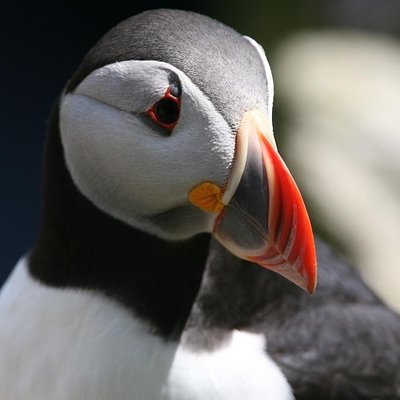 Dingle Boat Tours
