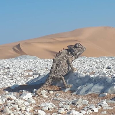 Namib Desert Walk