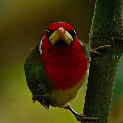 Low Cost Birdwatching Tour in Mindo (Tanagers, hummingbirds)
