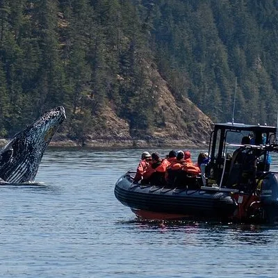 Big Animal Encounters