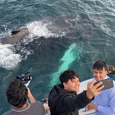 2 Hours Guided Whale and Bird Boat Tour in Bay Bulls