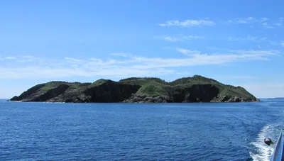 2-Hour Guided Whale and Bird Boat Tour in Bay Bulls