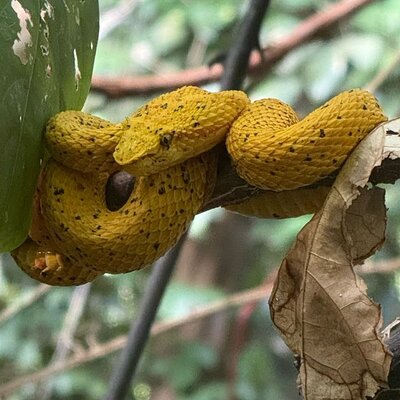 Night Adventure in the Tortuguero Tropical Forest