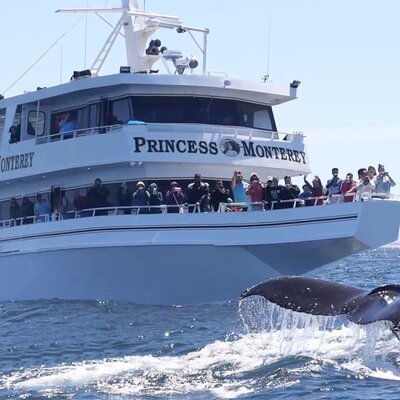 Princess Monterey Whale Watching