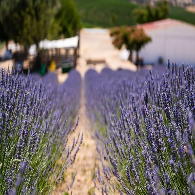 Lavender Farm U-Pick Day Pass