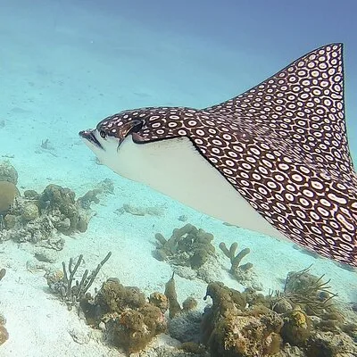 Ocean Vibes Scuba and Watersports Ltd.