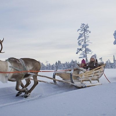 Lapland Reindeer Safari From Saariselkä