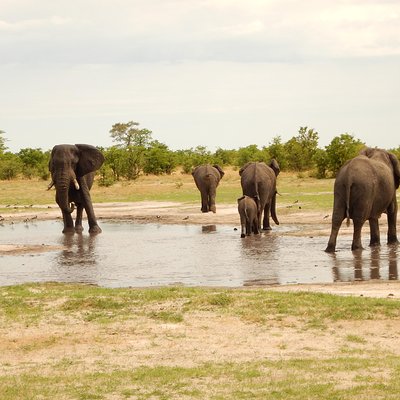 Walking Stick Travel Tours