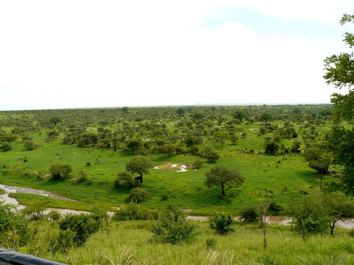 Tarangire Balloon Safari with Bush Breakfast and Champagne Celebration by Miracle Experience