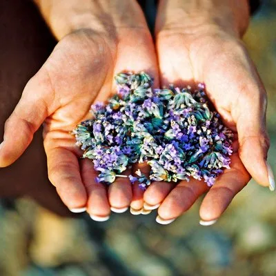 Hvar Lavender Small Group Tour