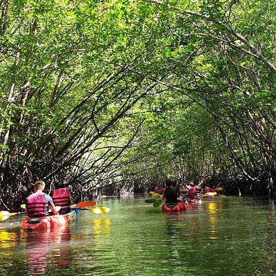 Mangrove Tour by Kayaking in Ko Lanta With Lunch