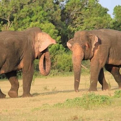 Navin Lanka Tours