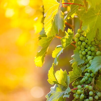 3 hours Wine Tour in Niagara-on-the-Lake