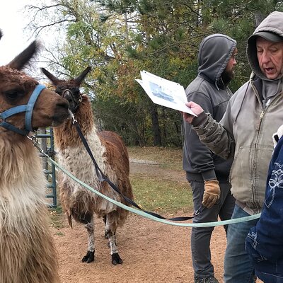 Llama Encounter