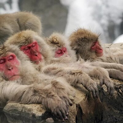 Snow Monkey Resorts Tours (Machinovate Japan Ltd.)