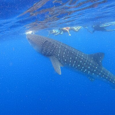 Holbox Whale Shark Tours
