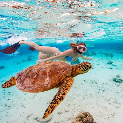 Rarotonga Turtle Tour
