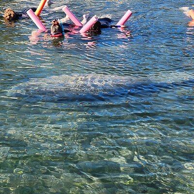 Swim With Manatees In Crystal River