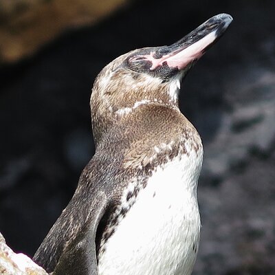 Guiding Galapagos Expeditions
