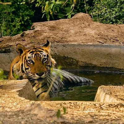 Sariska Tiger Reserve Assistance for Gypsy Private Safari Tickets