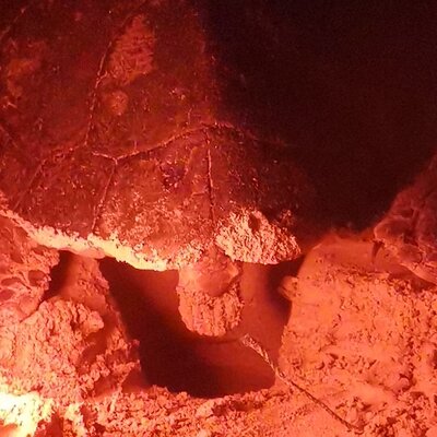 Sea Turtle Nesting Observation on Sal Island