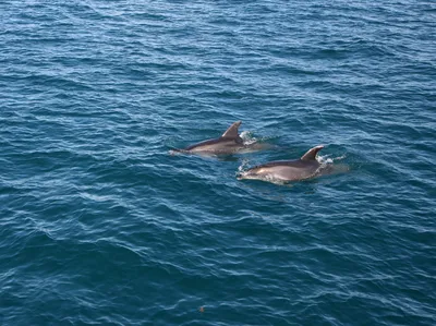 Bay of Islands Half-Day Boat Cruise to Hole in the Rock with Island Stop and Dolphins