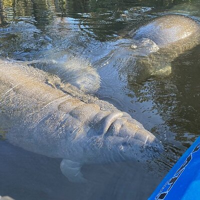 Private Chassahowitzka River Exploration kayak tour