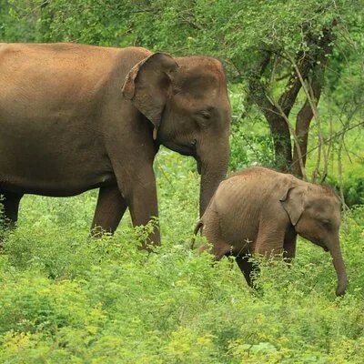 Udawalawe Wild Safari Tours