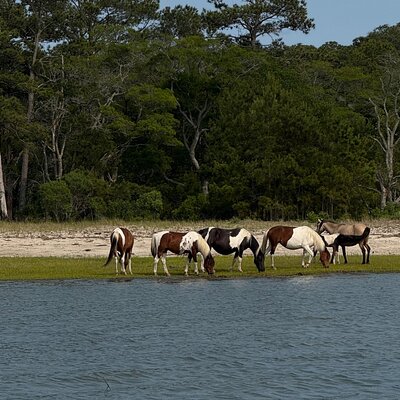 Wildlife Boat Tour with Wild Ponies and Dolphins in Chincoteague